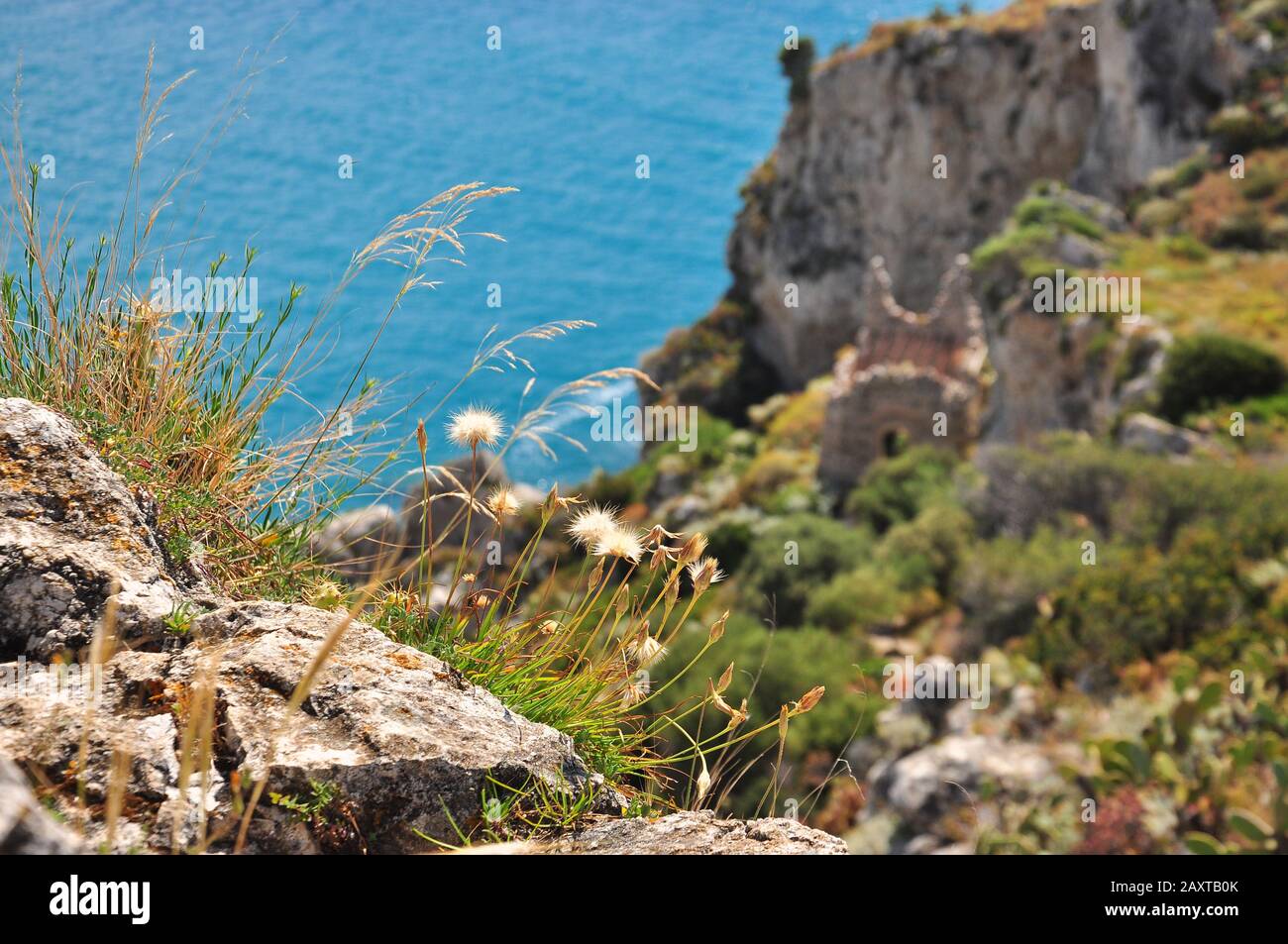 Fiori pelosi in crescita ai margini di una scogliera con sfondo primaverile, mare, natura e una torre in rovina. Fauna da Capo di Milazzo, Sicilia, Italia Foto Stock