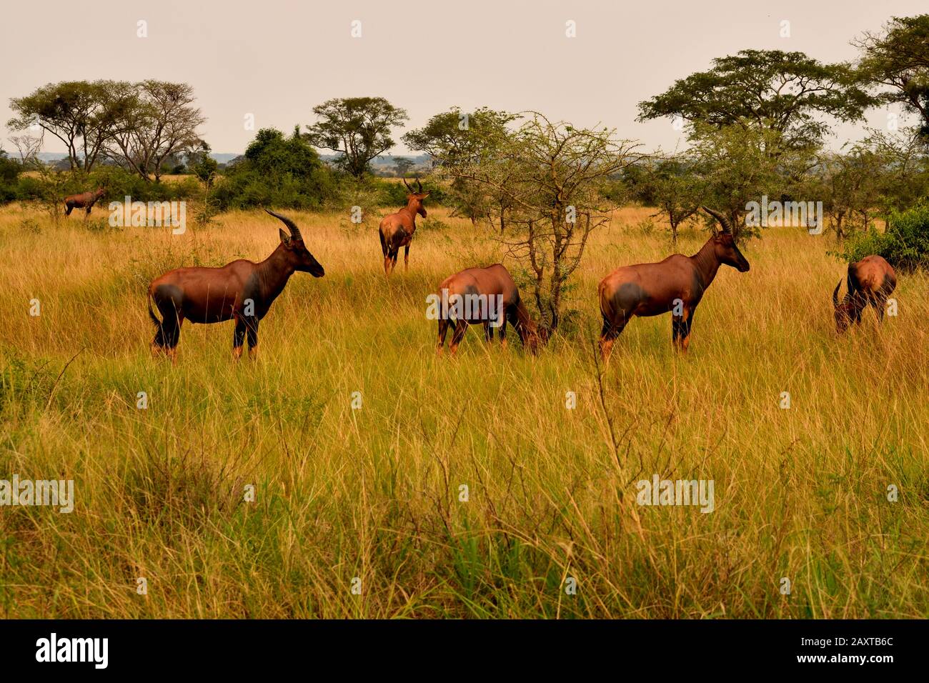 Un gruppo di antilopi topici nel parco nazionale della regina Elisabetta Foto Stock
