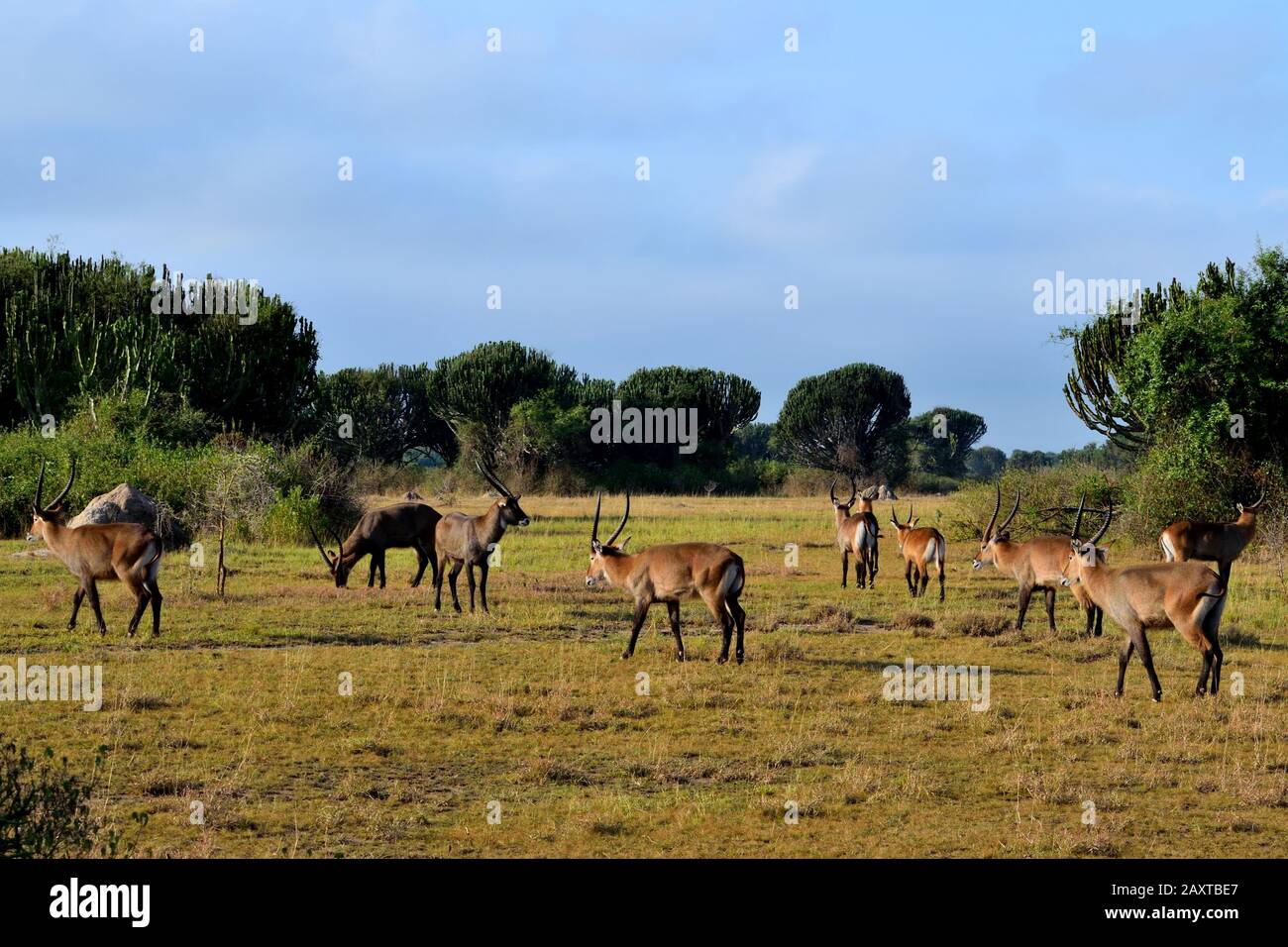 Un gruppo di antilopi nella zona del parco nazionale della regina Elisabetta Foto Stock
