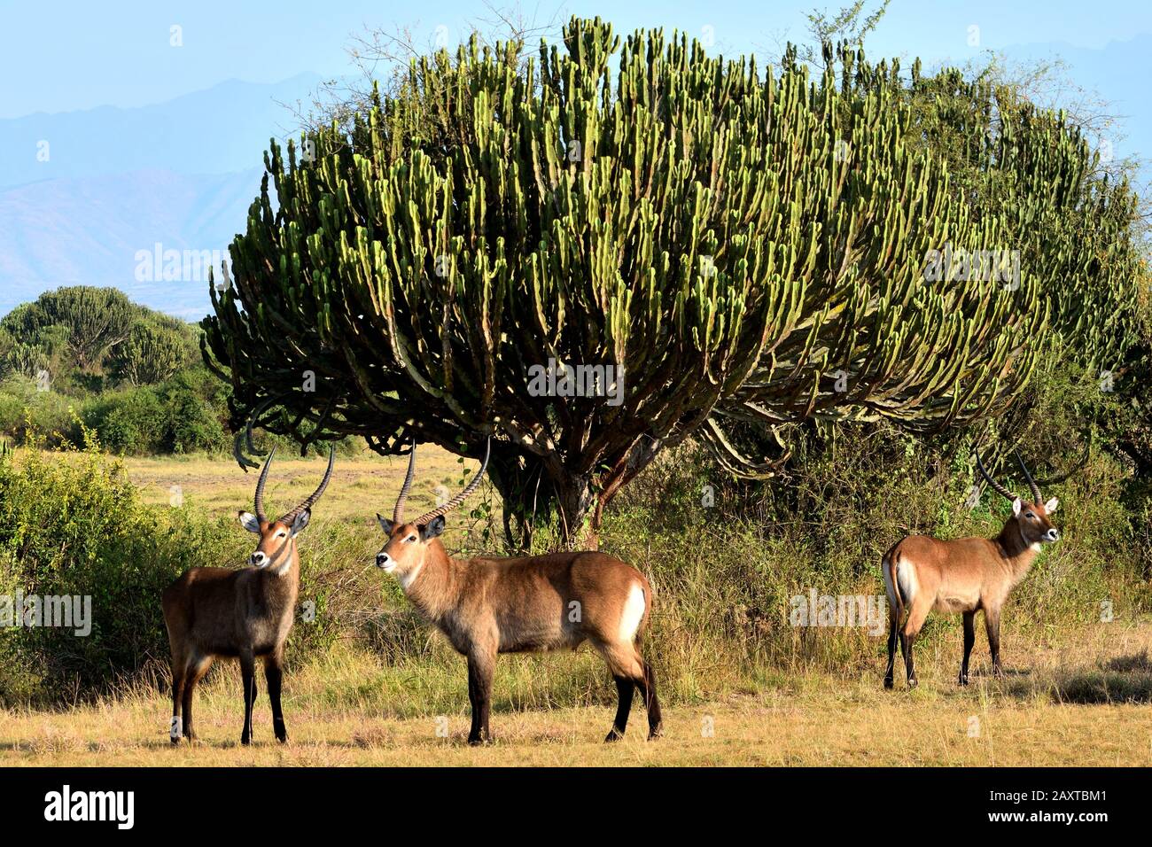 Un gruppo di antilopi nella zona del parco nazionale della regina Elisabetta Foto Stock