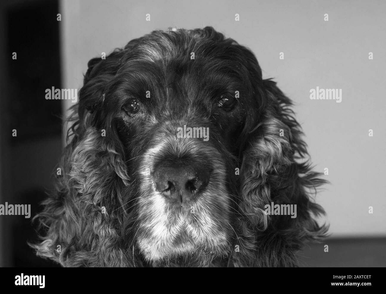 Ritratto di cane di spaniel, un cocker inglese di undici anni Foto Stock