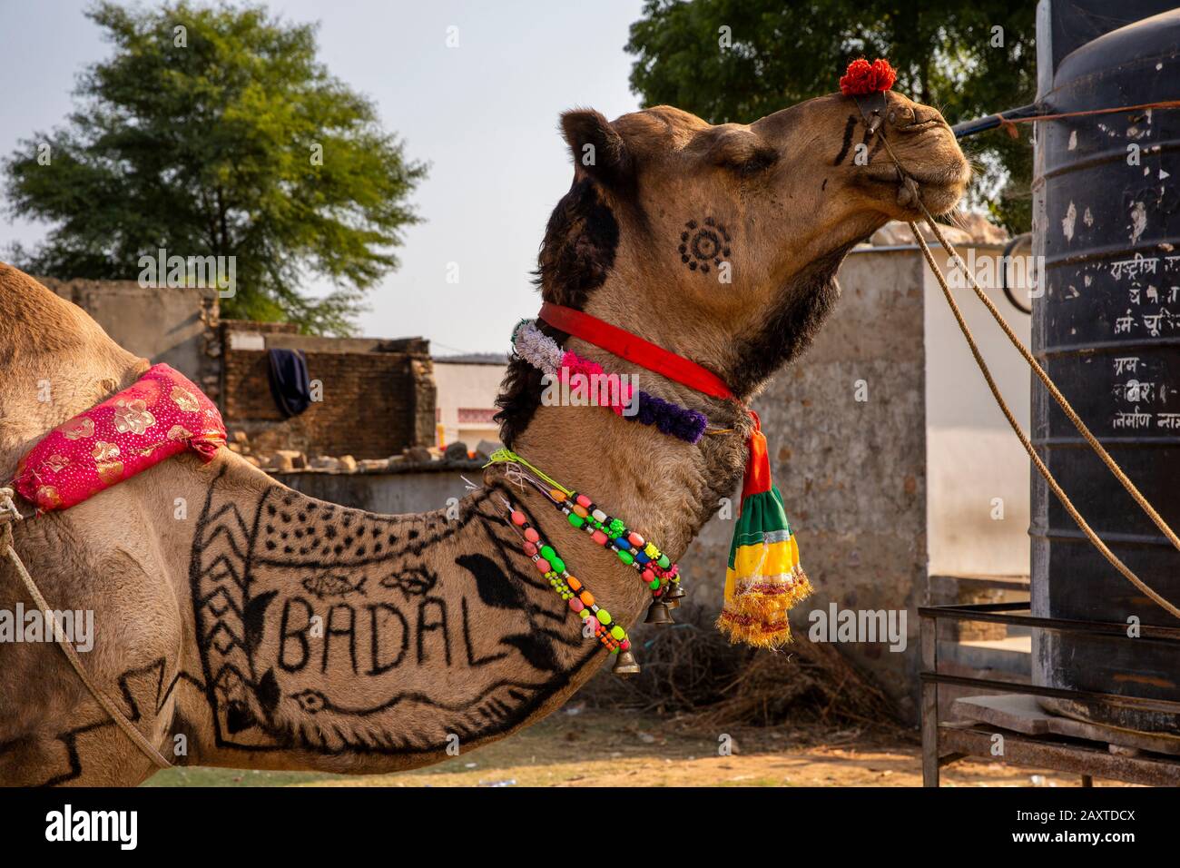 India, Rajasthan, Ranthambhore, Khilchipur, testa di cammello decorato usato per tirare il trasporto di nozze, con la parola Hindi badal che significa cambiamento, sul collo Foto Stock