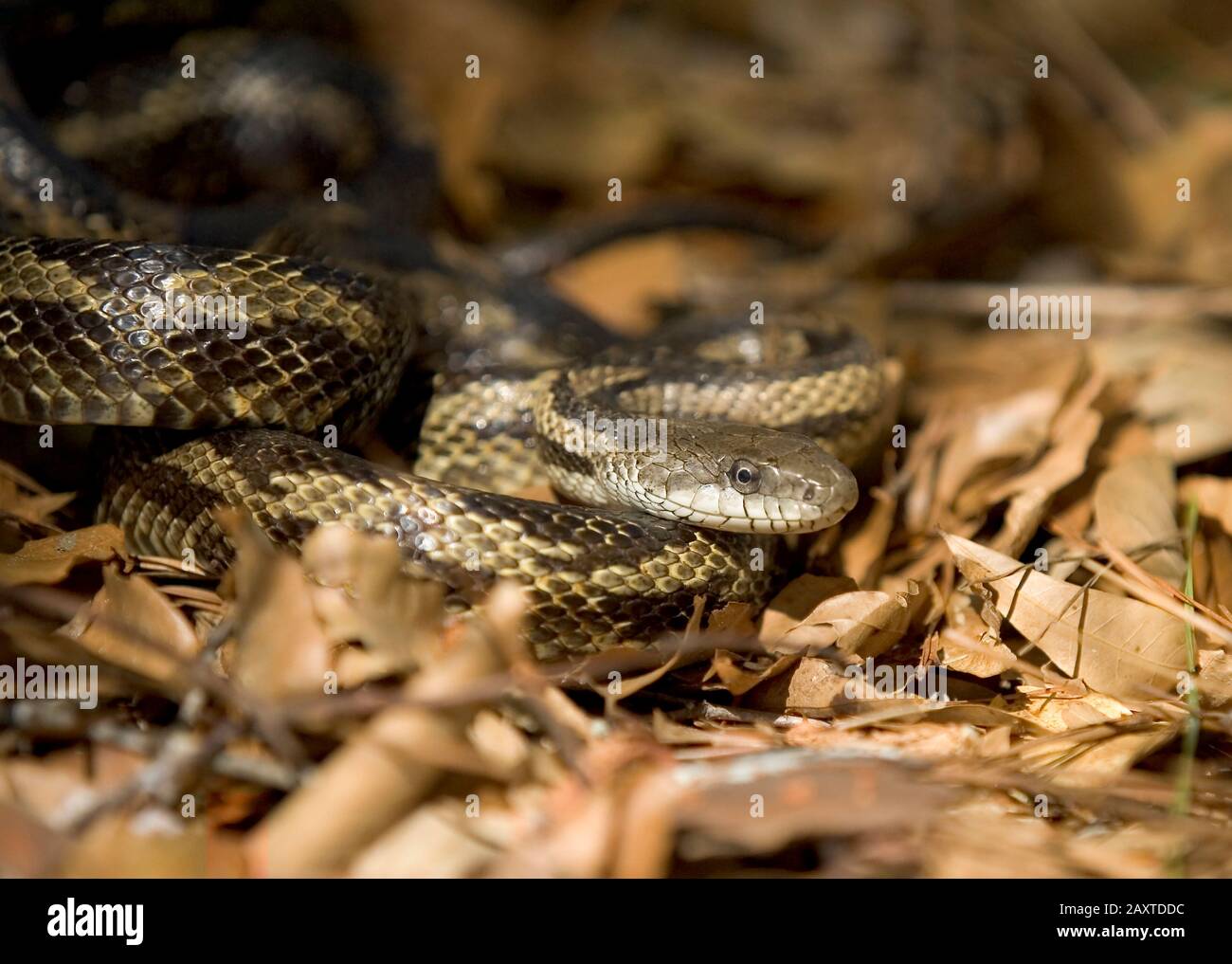 Un serpente grigio di ratto (Panteophis spiloides), avvolto su un letto di foglie, in una zona boscosa, vicino Drewry, Alabama. Foto Stock