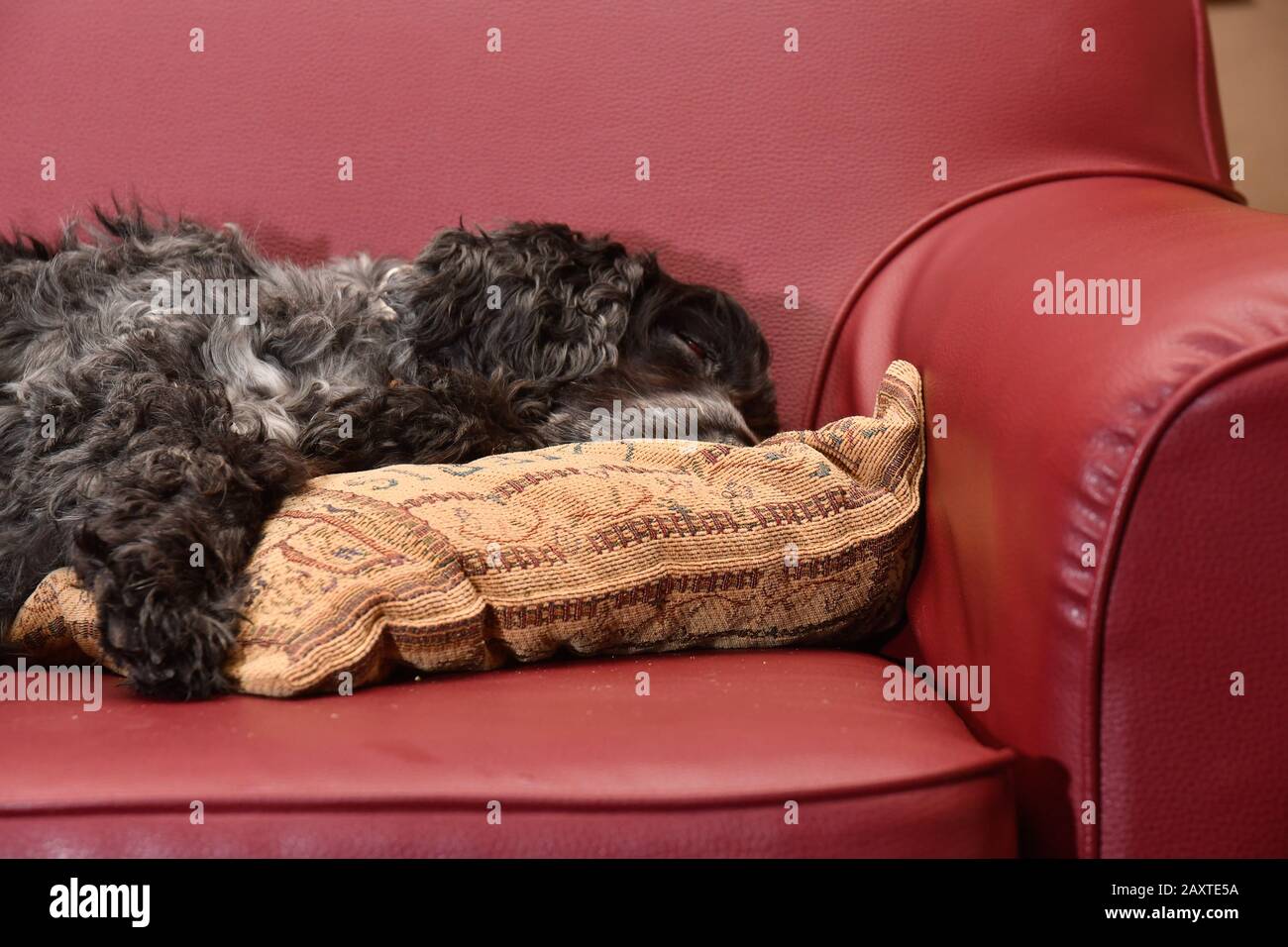 Ritratto dieci anni di inglese cocker spaniel Foto Stock