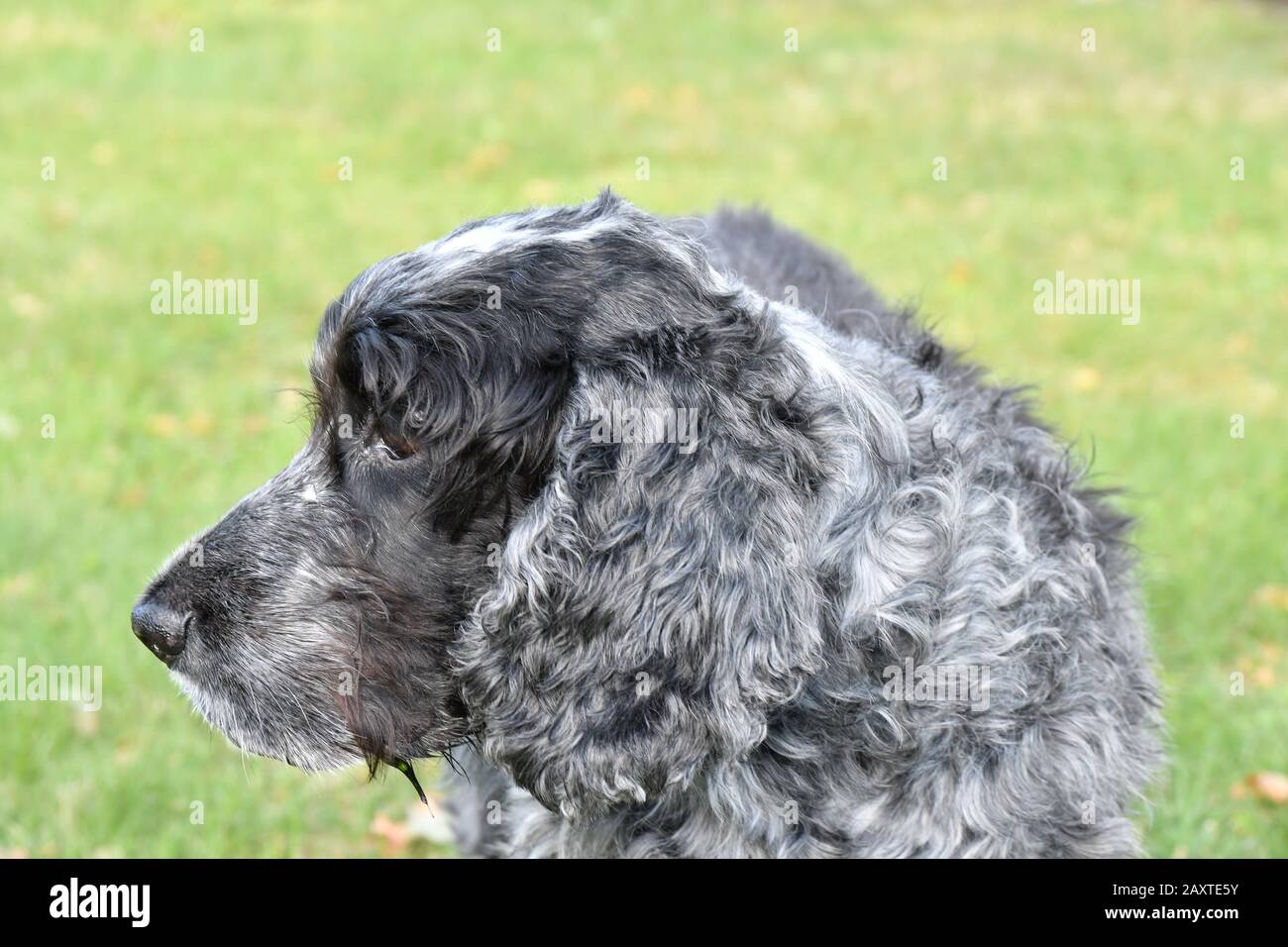 Ritratto dieci anni di inglese cocker spaniel Foto Stock