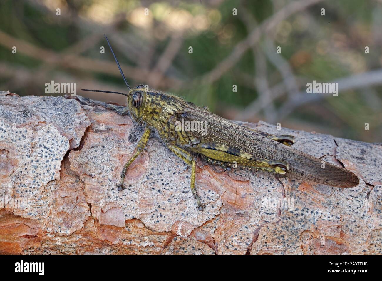 esemplare femminile di locusta migratoria, solitaria, locusta migratoria Foto Stock