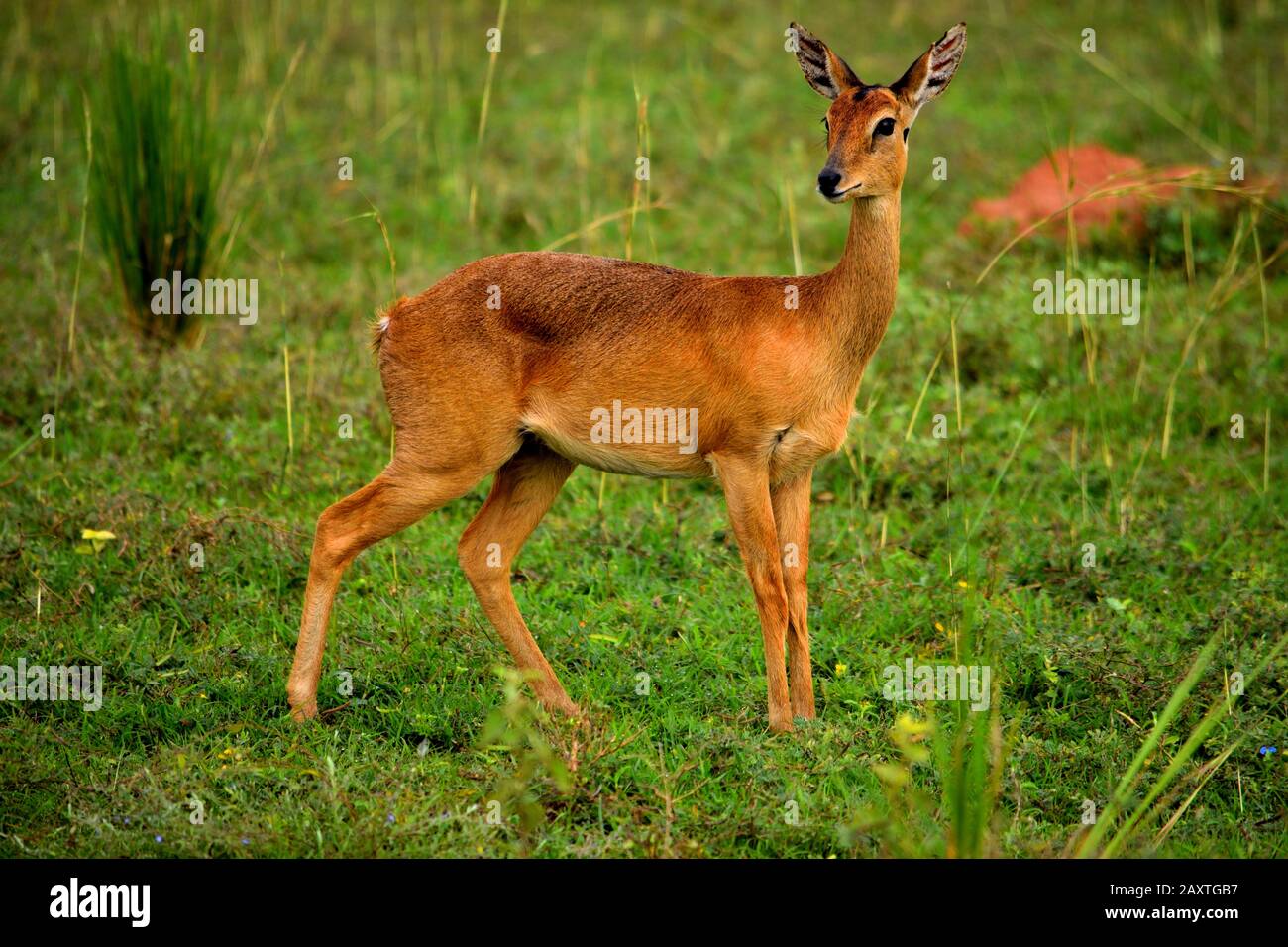 Primo piano di un'antilope oribi africana nel Parco Nazionale delle Murchison Falls Foto Stock