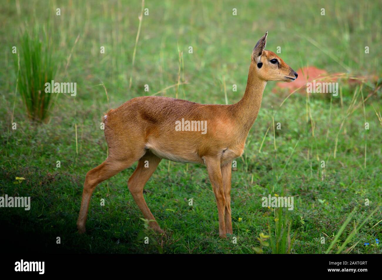 Primo piano di un'antilope oribi africana nel Parco Nazionale delle Murchison Falls Foto Stock