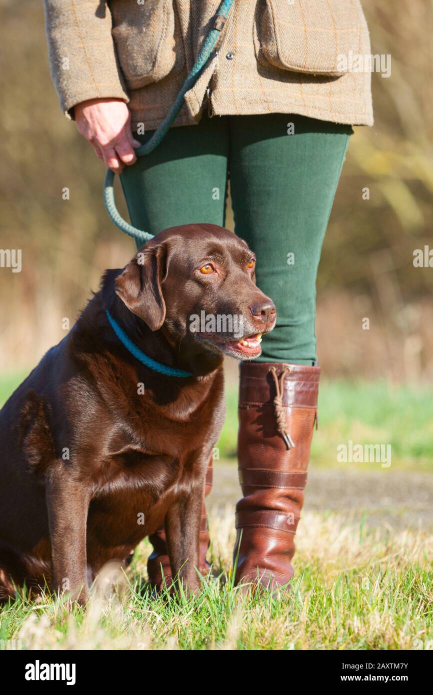 Un vecchio cioccolato labrador Retriever lavoro cane seduto con il suo proprietario Foto Stock