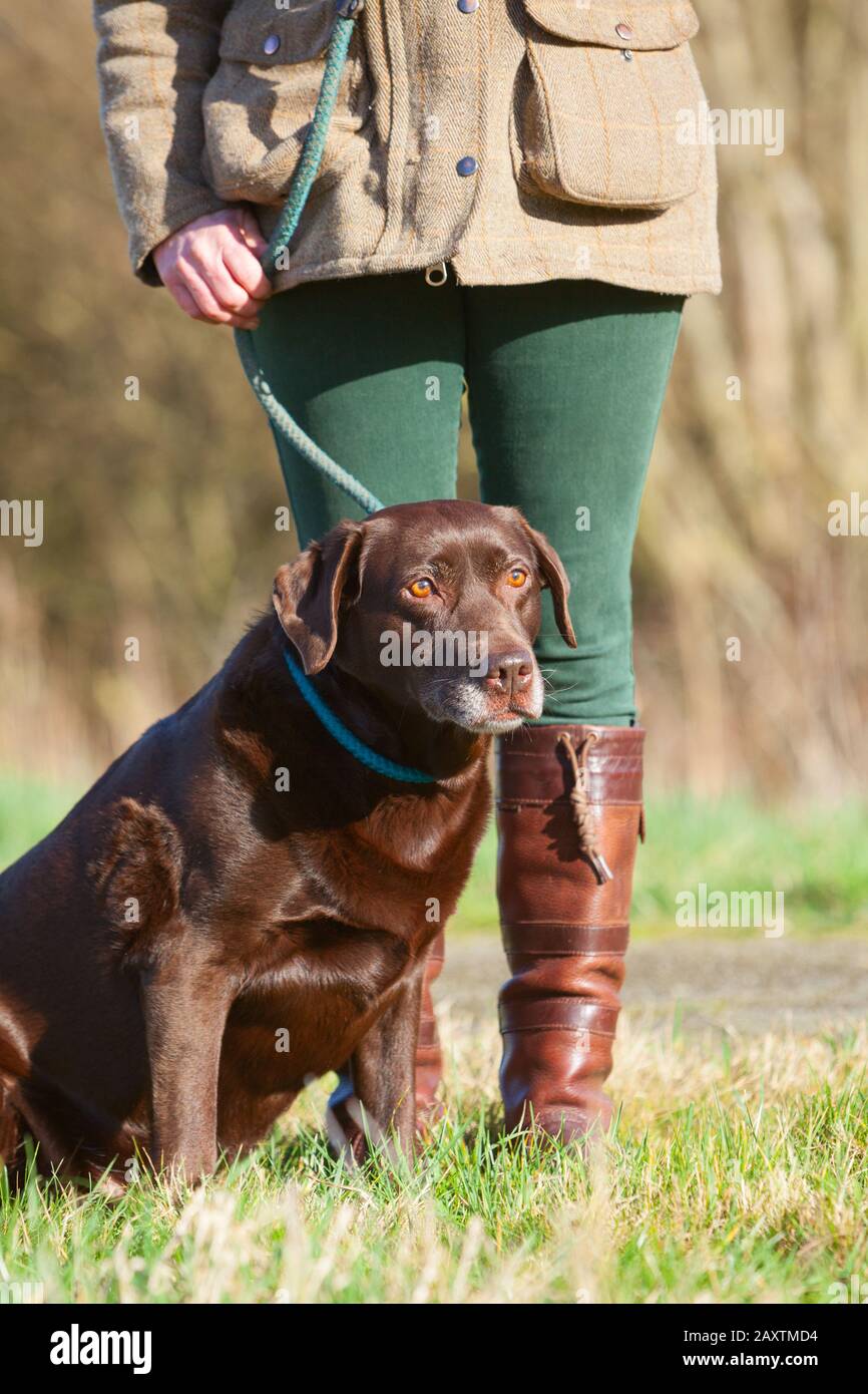 Un vecchio cioccolato labrador Retriever lavoro cane seduto con il suo proprietario Foto Stock