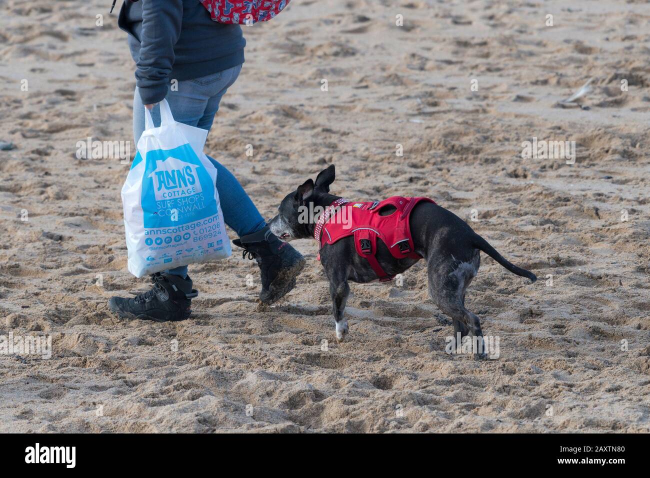 Un camminatore del cane e il suo cane a tre zampe a piedi sulla spiaggia di Fistral a Newquay in Cornovaglia. Foto Stock