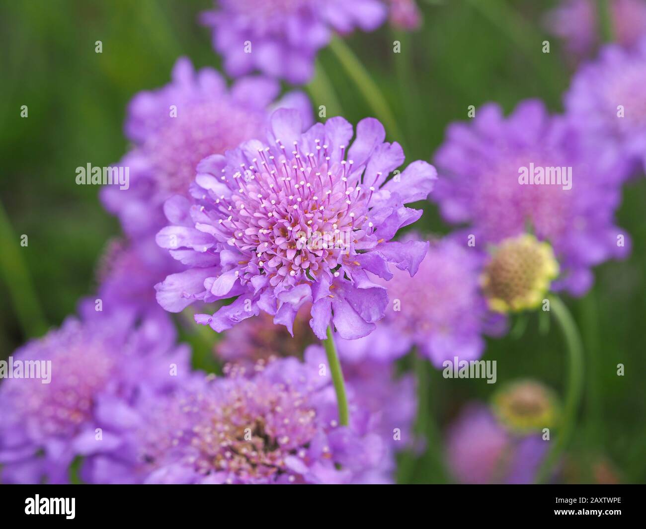 Closeup di graziosi fiori Scabious mauve, Scabiosa, in un giardino estivo Foto Stock