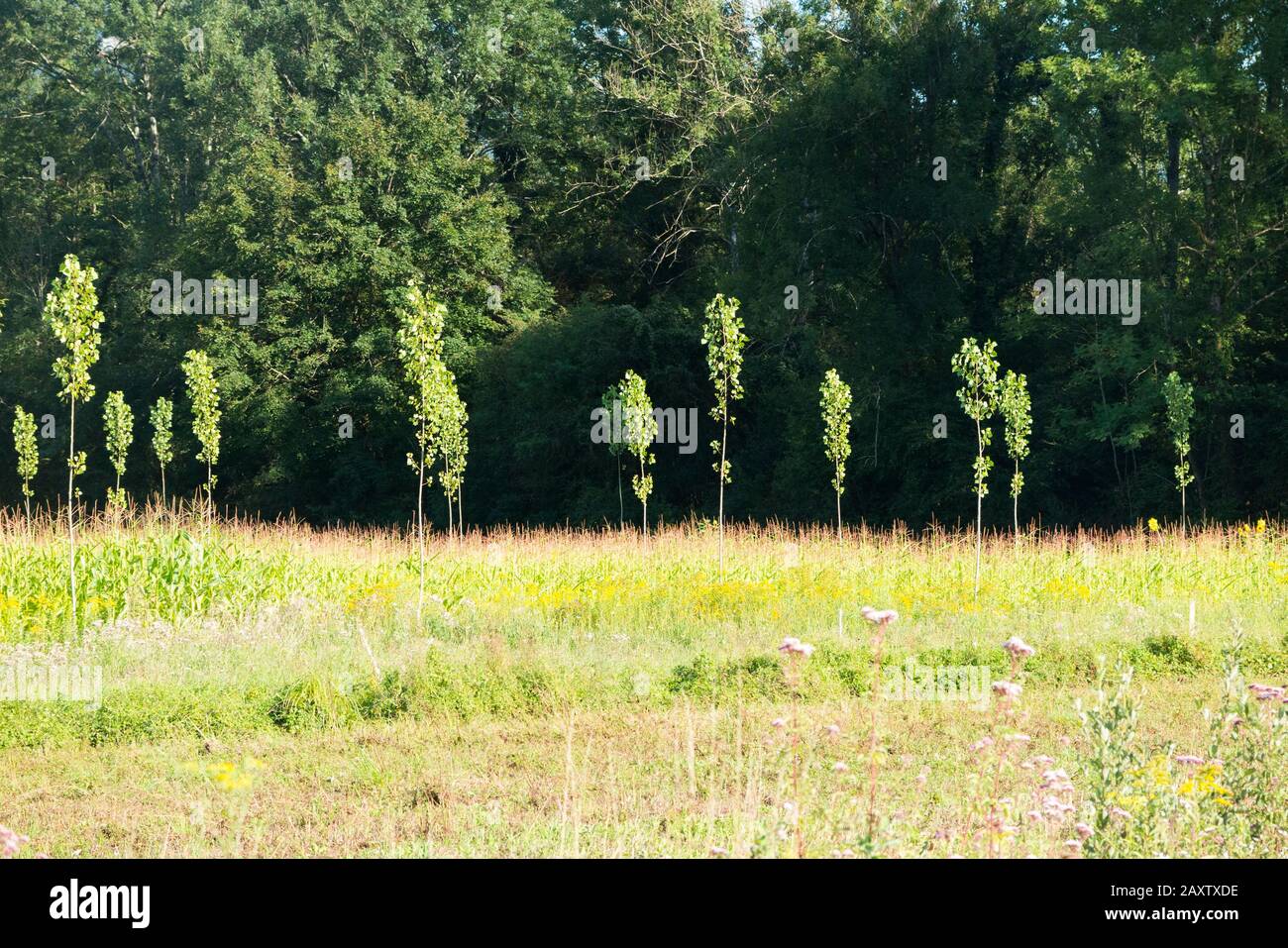 Gli alberini – forse giovani Pioppo – piantati in un campo francese di campi arabili, forse mais, in effetti coltivano la rotazione. Savoia in Francia(112) Foto Stock