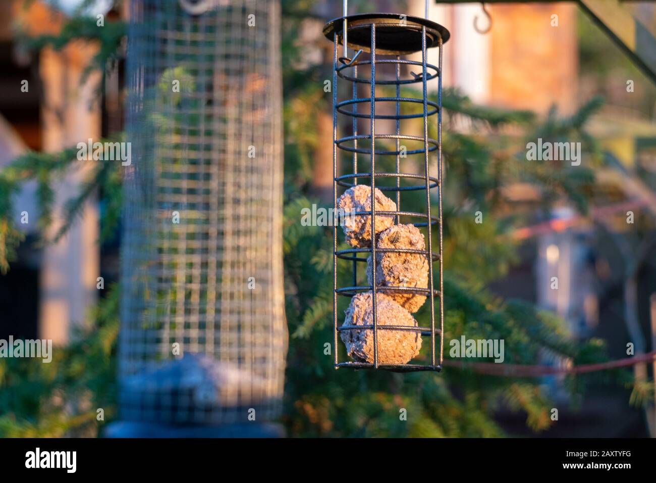 Palle di grasso in pendente alimentatore di uccelli di fronte ad albero di pino in sole di sera Foto Stock