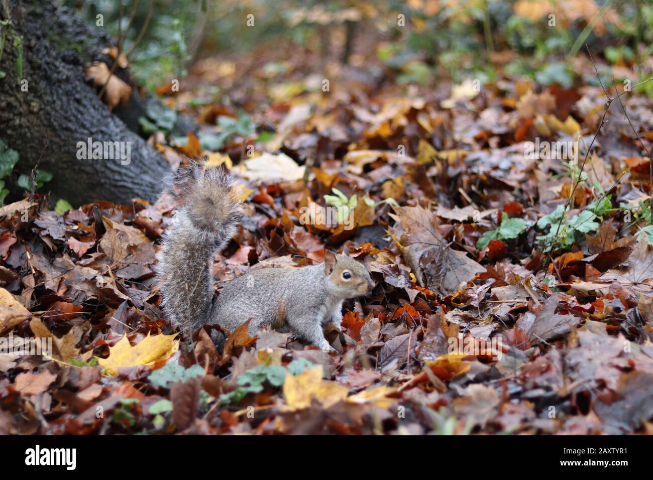 scoiattolo grigio in piedi su un fusto di albero, scoiattolo carino con pelliccia grigia e coda folta, scoiattolo circondato da foglie d'autunno, parco in autunno Foto Stock
