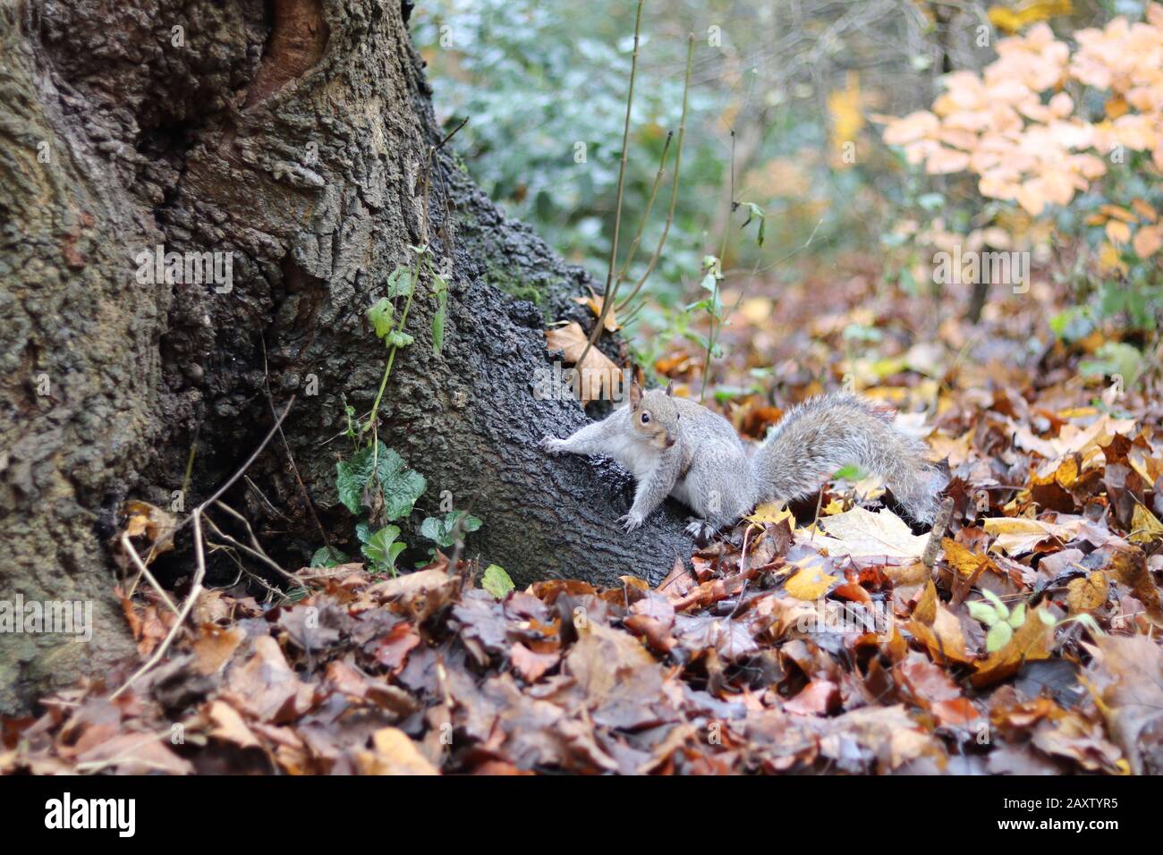 scoiattolo grigio in piedi su un fusto di albero, scoiattolo carino con pelliccia grigia e coda folta, scoiattolo circondato da foglie d'autunno, parco in autunno Foto Stock