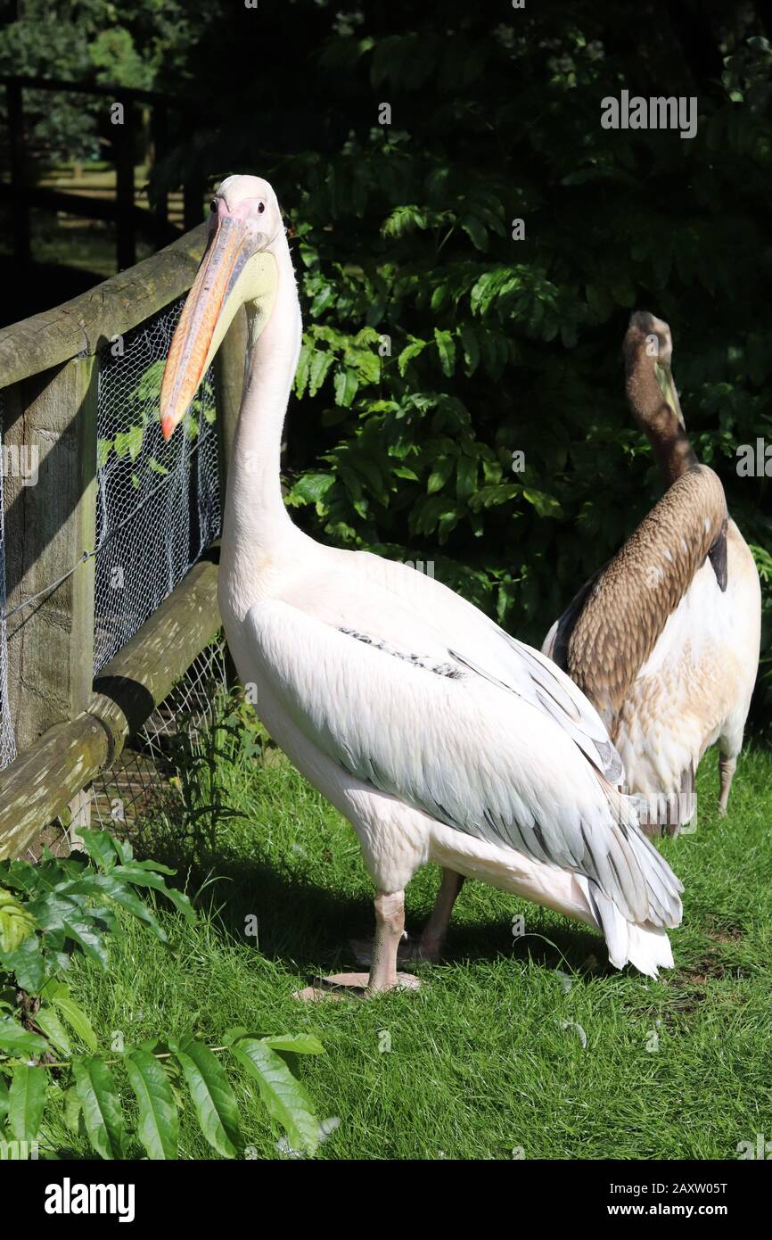 pellicano bianco, grosso uccello bianco, grande pelicano in piedi lateralmente, ritratto di un pellicano, piume bianche Foto Stock