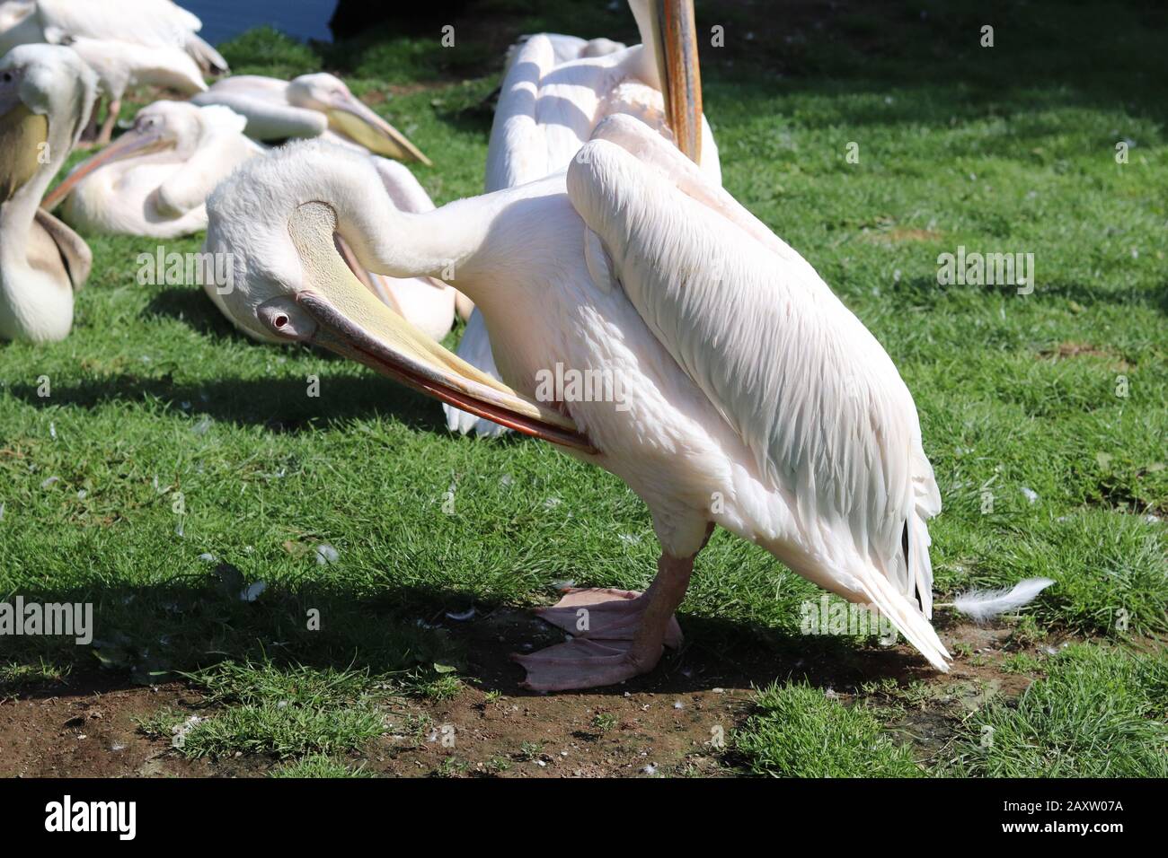 pellicano bianco, grosso uccello bianco, grande pelicano in piedi lateralmente, ritratto di un pellicano, piume bianche Foto Stock