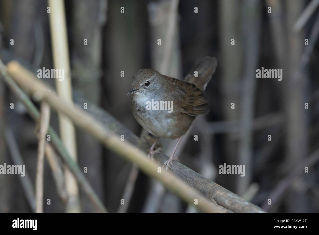 Baikal Bush Warbler, Locustella davidi, Maguri Beel, a sud-est del Parco Nazionale di Dibru Saikhowa, distretto di Tinsukia, Upper Assam, India, Foto Stock
