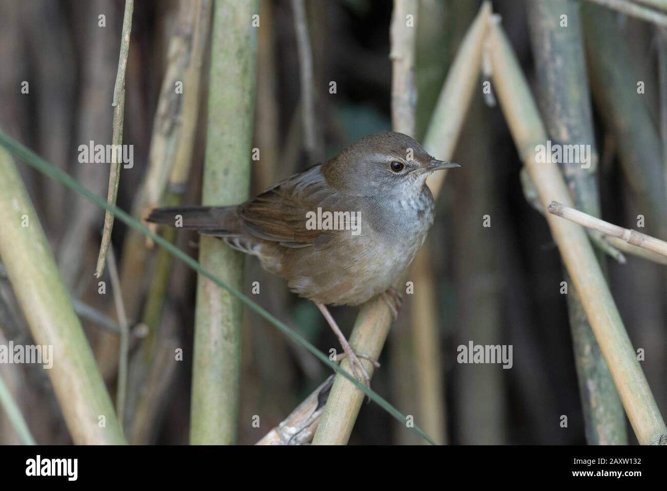 Baikal Bush Warbler, Locustella davidi, Maguri Beel, a sud-est del Parco Nazionale di Dibru Saikhowa, distretto di Tinsukia, Alto Assam, India Foto Stock