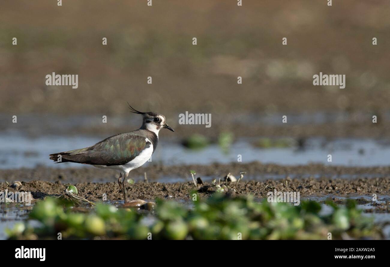 Northern Lapwing, Vanellus Vanellus, Maguri Beel, Distretto Di Tinsukia Di Upper Assam, India Foto Stock