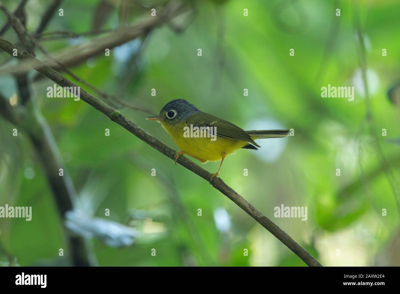 Warbler Bianco-Spettacolare, Phylloscopus Intermedius, Dehing Dehing Patkai Wildlife Sanctuary, Assam, India Foto Stock