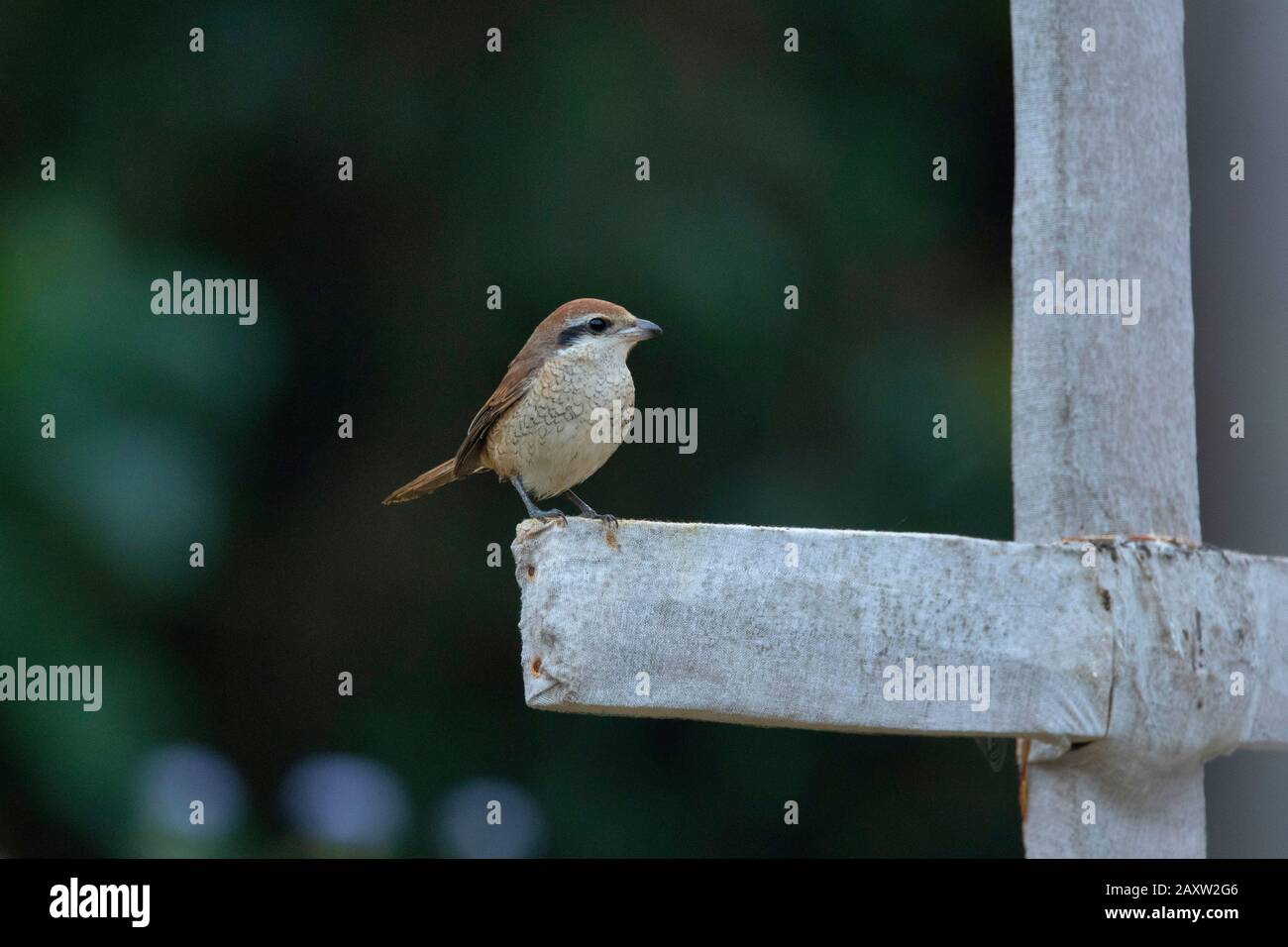 Brown Shrike, Lanio, Dehing Dehing Patkai Wildlife Sanctuary, Assam, India Foto Stock