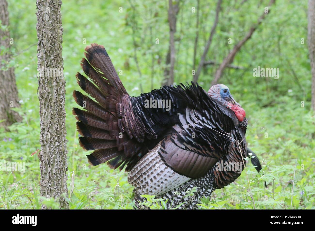 Visualizzazione maschio Wild Turkey Foto Stock