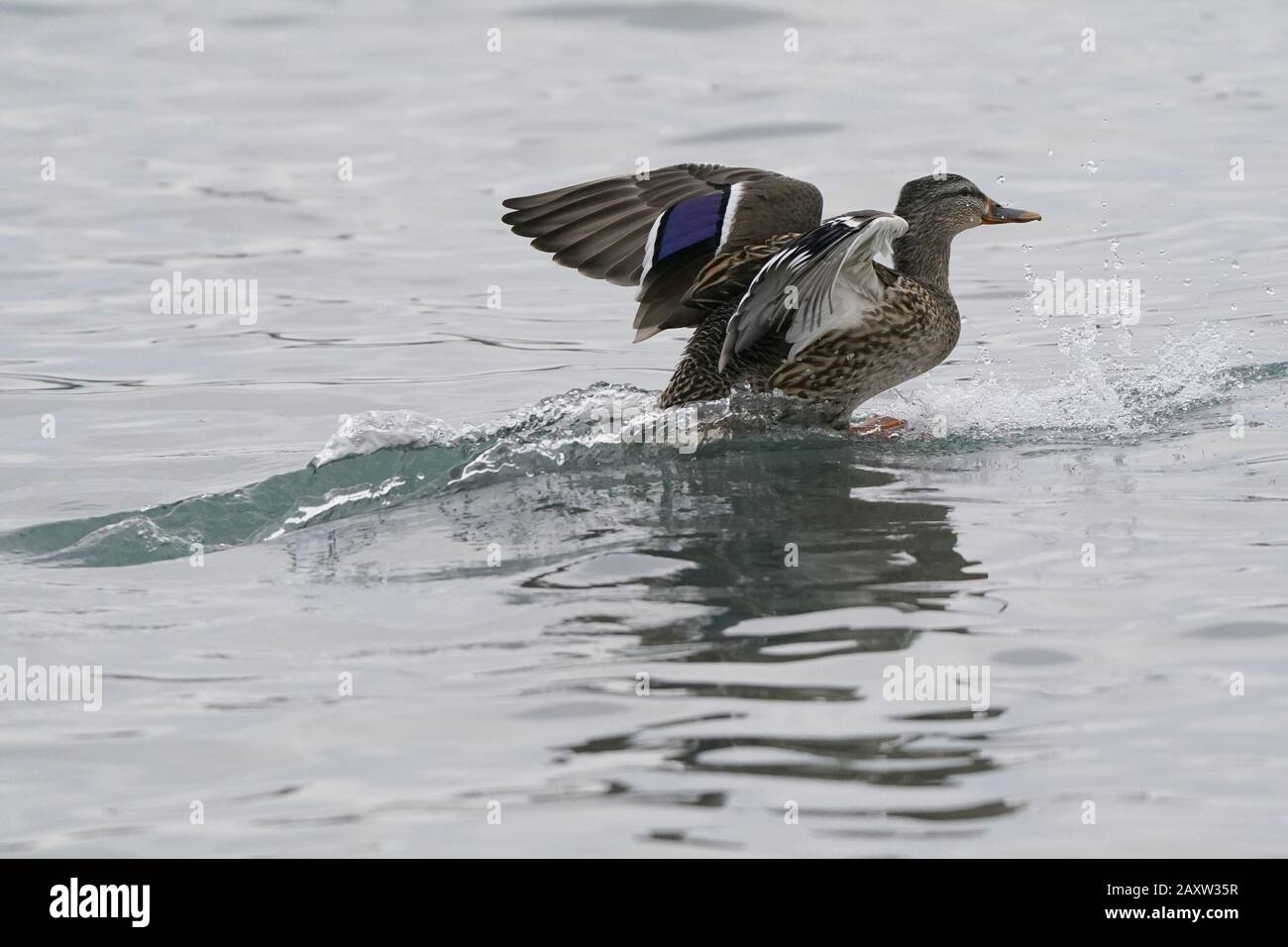 Mallard anatre al Lago Ontario Foto Stock