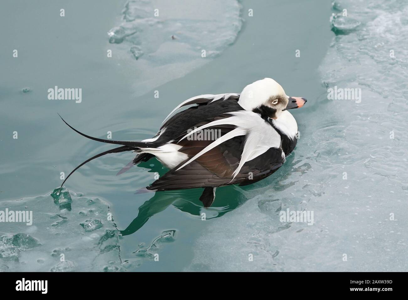 Drake Dalla Coda lunga in acqua ghiacciata sul lago Ontario Foto Stock