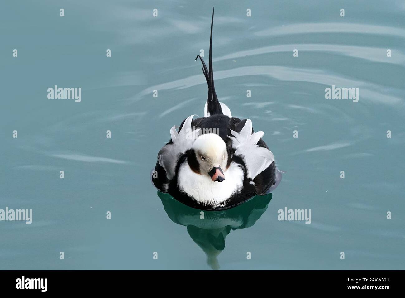 Drake Dalla Coda lunga in acqua ghiacciata sul lago Ontario Foto Stock