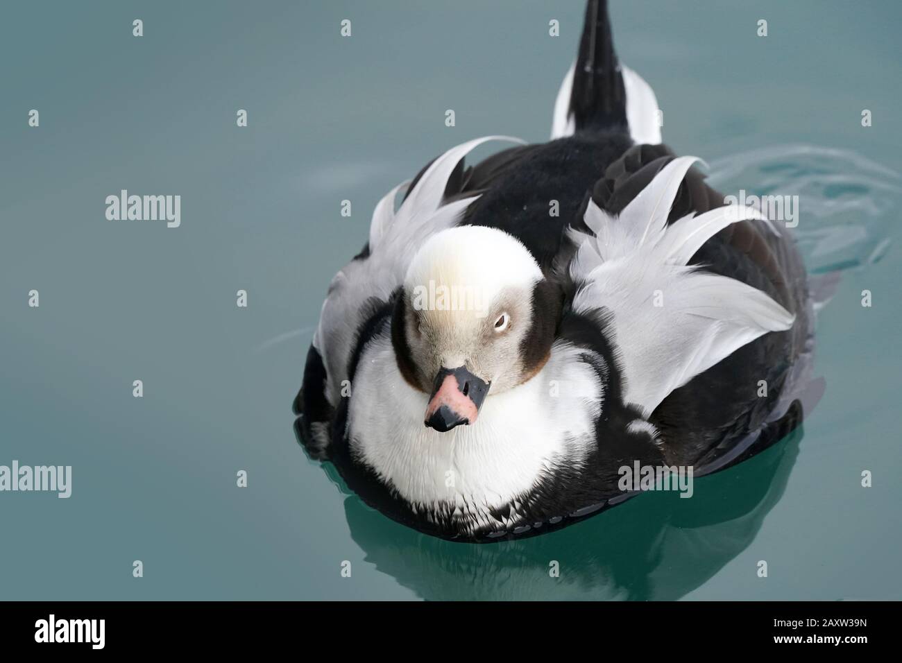 Drake Dalla Coda lunga in acqua ghiacciata sul lago Ontario Foto Stock