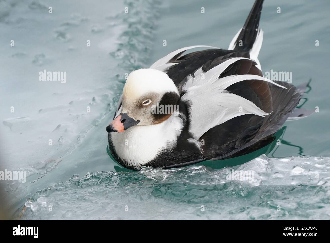Drake Dalla Coda lunga in acqua ghiacciata sul lago Ontario Foto Stock