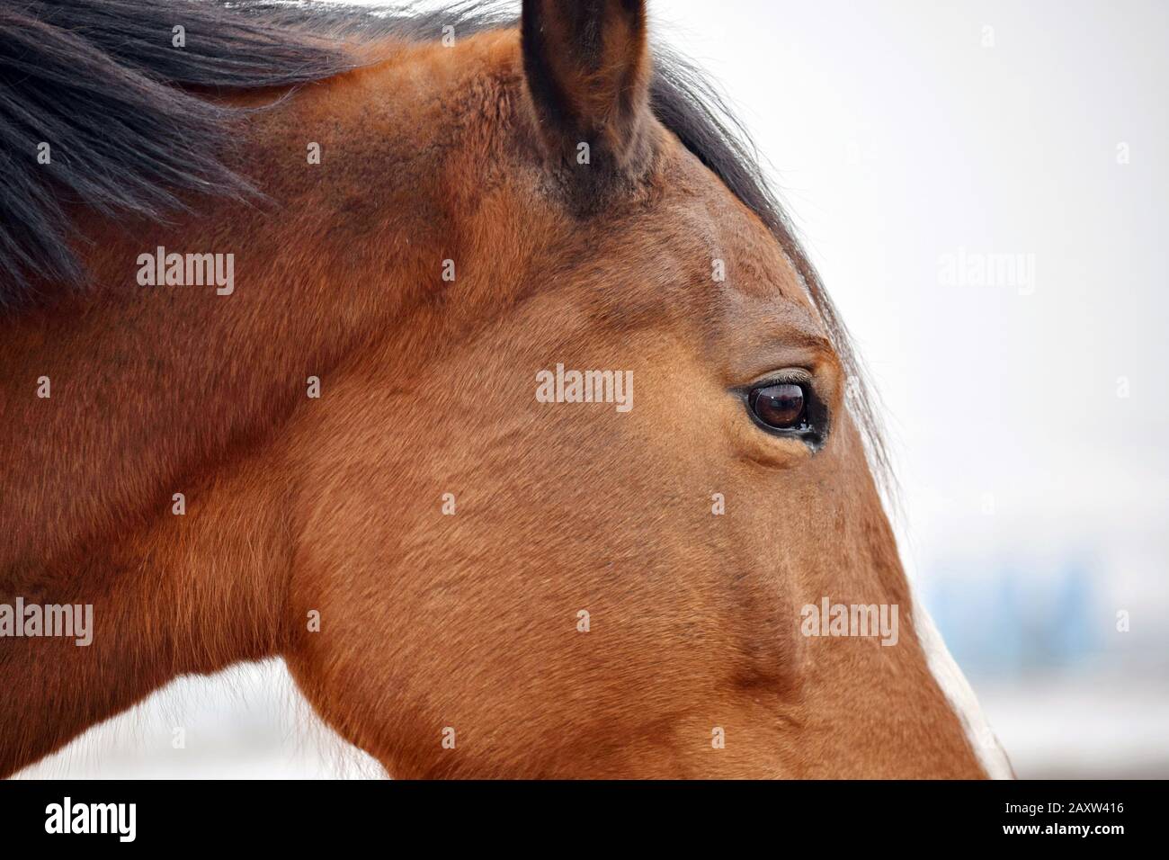 Brown Horse Head Beauty Close Up Foto Stock