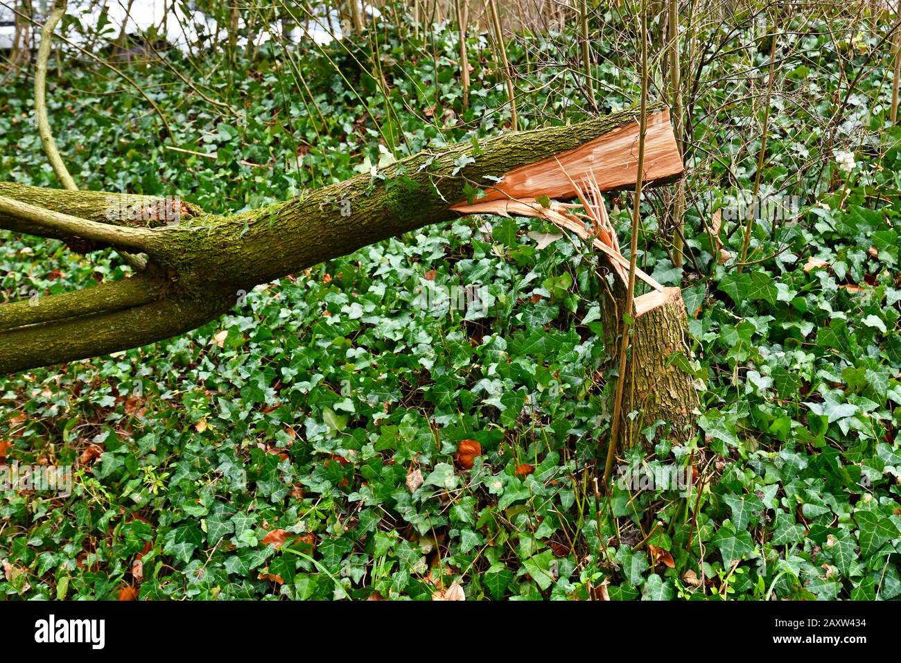 I danni causati dalle tempeste dopo l'uragano "Sabina" in Germania nel febbraio 2020 mostrano un albero caduto rotto Foto Stock