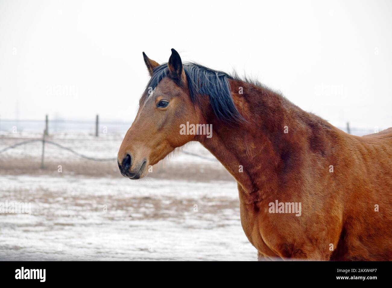 Cavallo Bellezza Ritratto In Inverno Foto Stock