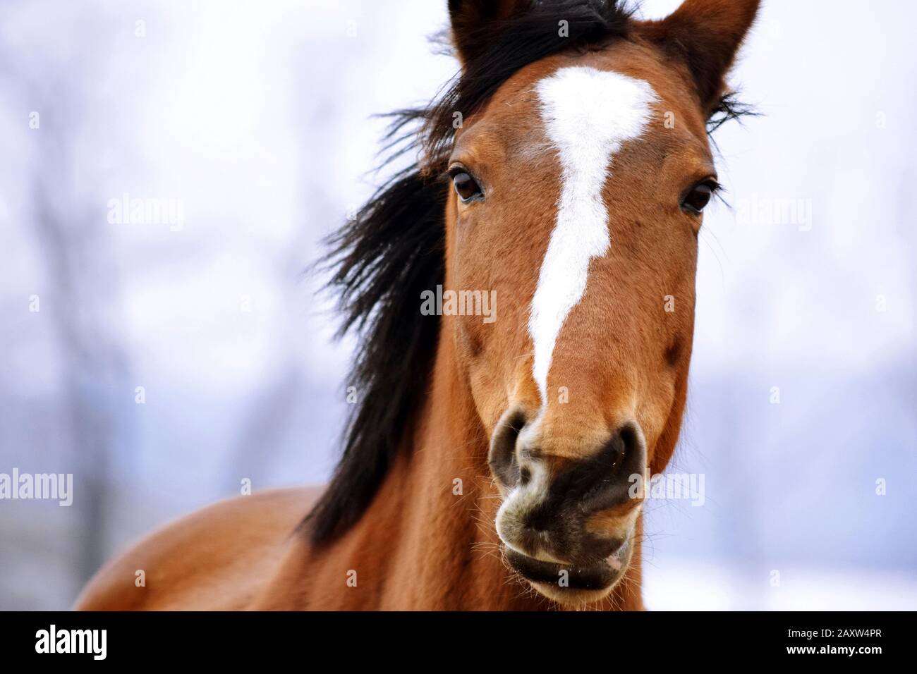 Cavallo Corsa Bellezza Ritratto Close Up Foto Stock