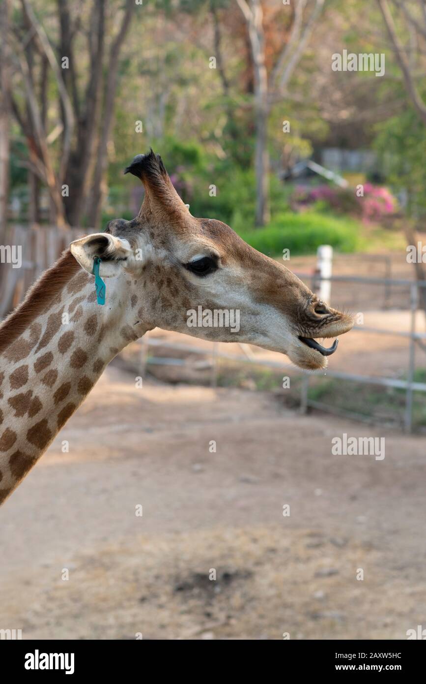 Fauna selvatica selvatica giraffe africana più alto animale allo zoo di zona selvaggia Foto Stock