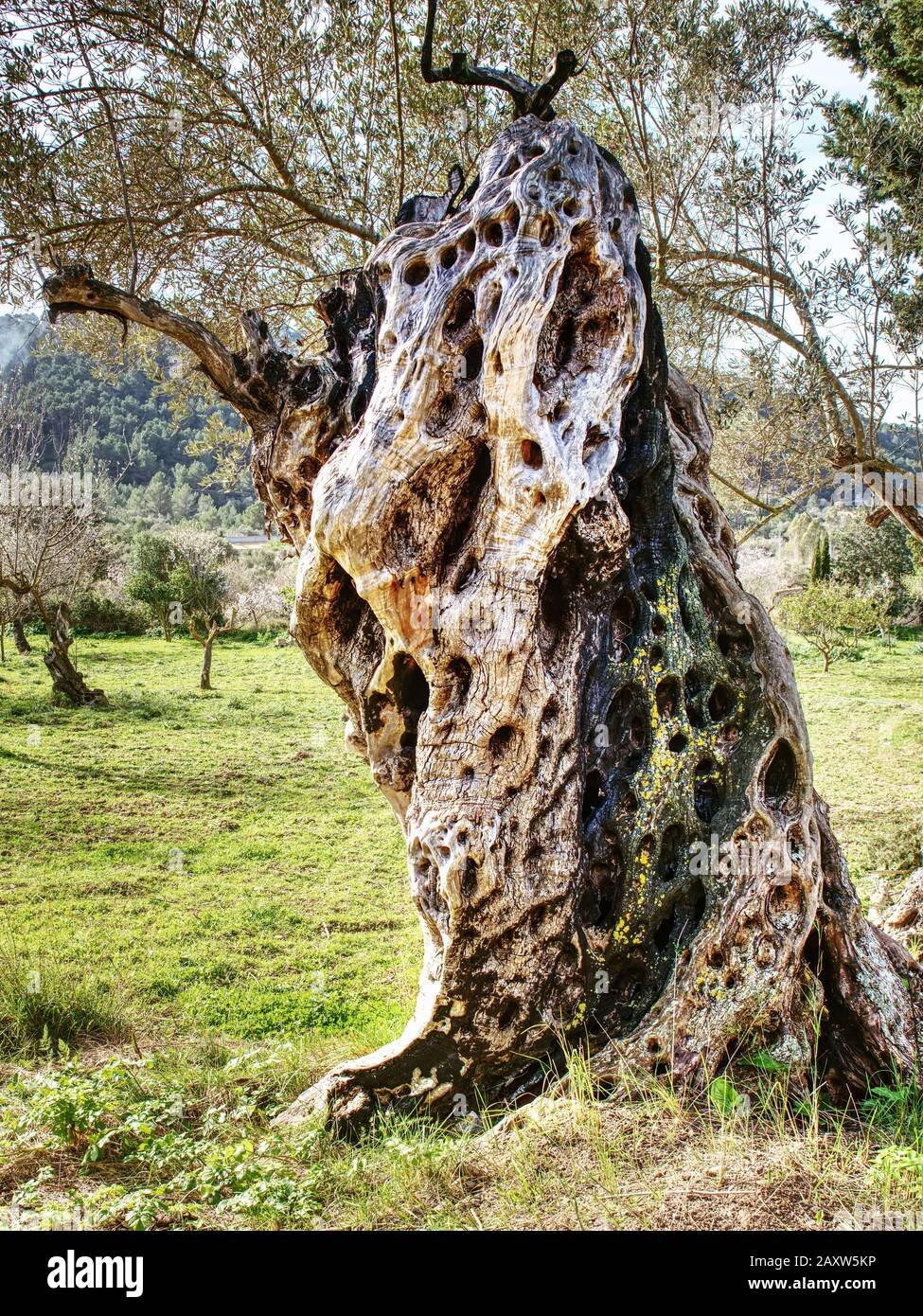 Age Old Olive Trees Immagini E Fotos Stock Alamy