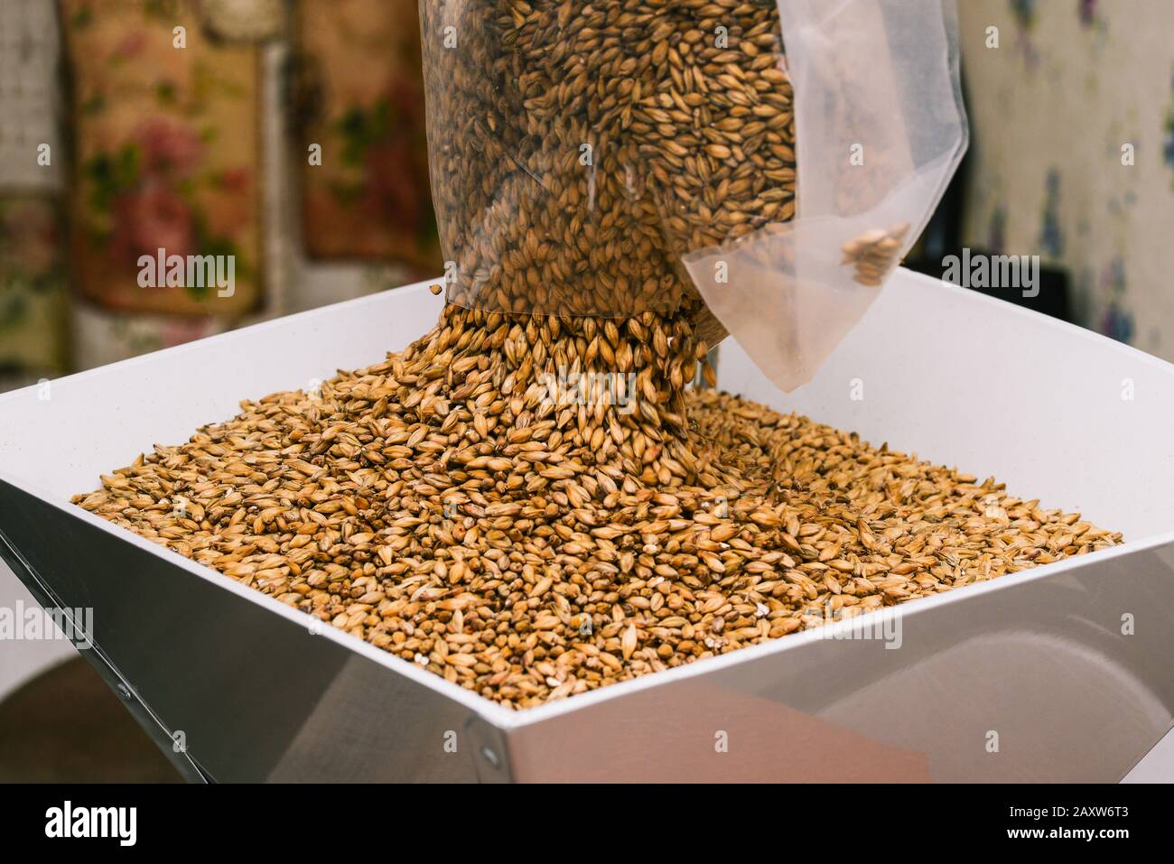 Il birraio versa malto d'orzo da un sacchetto di trinciatura. Il processo di produzione della birra. Foto Stock