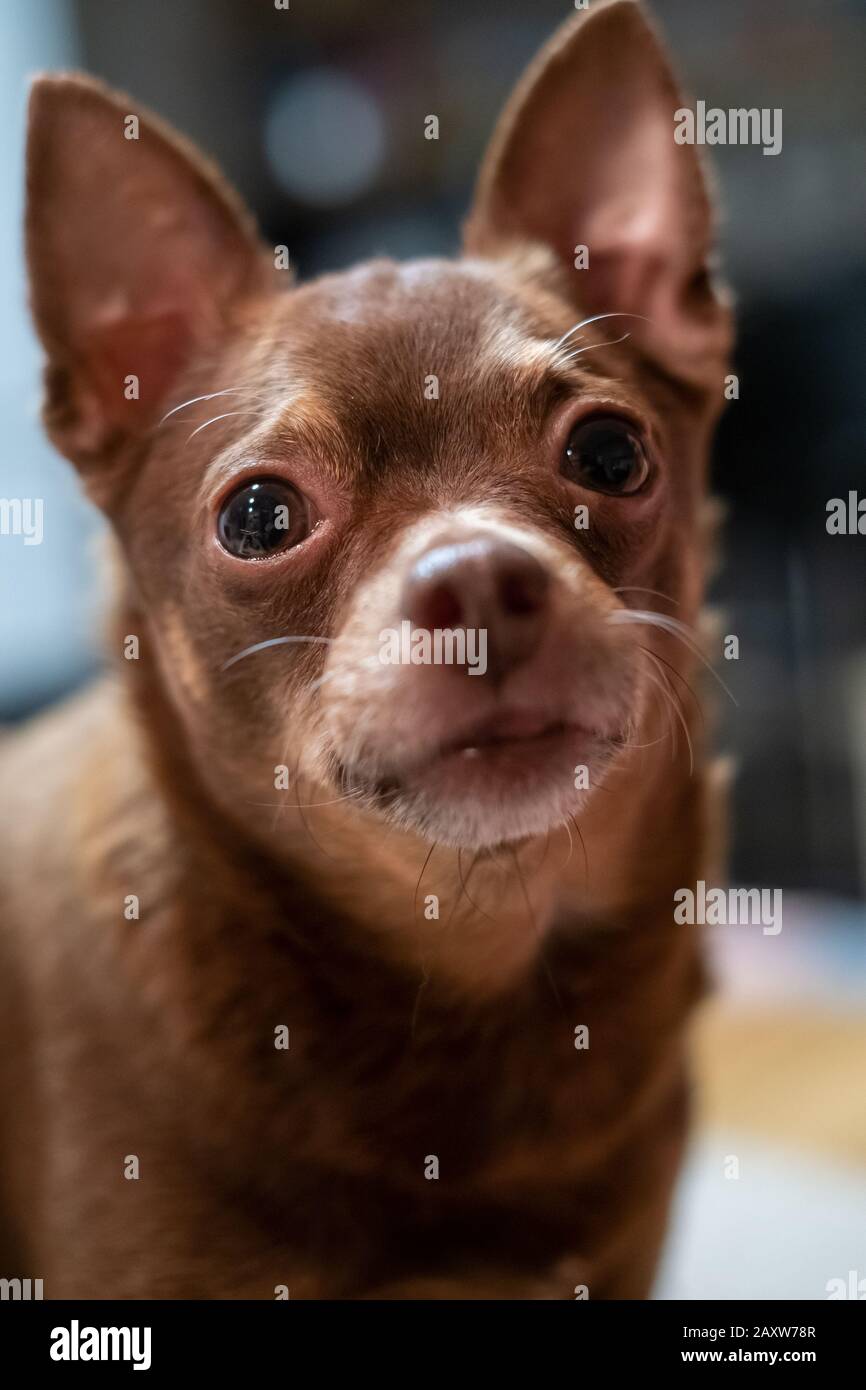 Cute cane marrone con orecchie grandi Foto Stock