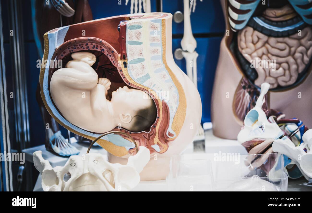 Layout di gravidanza. Human organi interni ciuccio, formazione fittizia. Il concetto di assistenza sanitaria. Anatomia umana Foto Stock