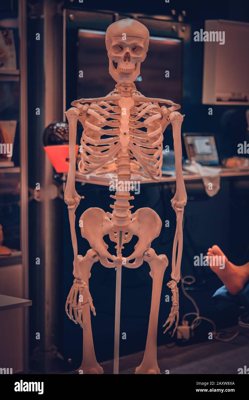 Primo piano fittizio dello scheletro umano bianco, primo piano della struttura ossea Foto Stock