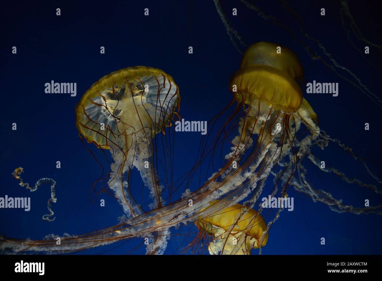 Meduse multiple con tentacoli su sfondo blu Foto Stock