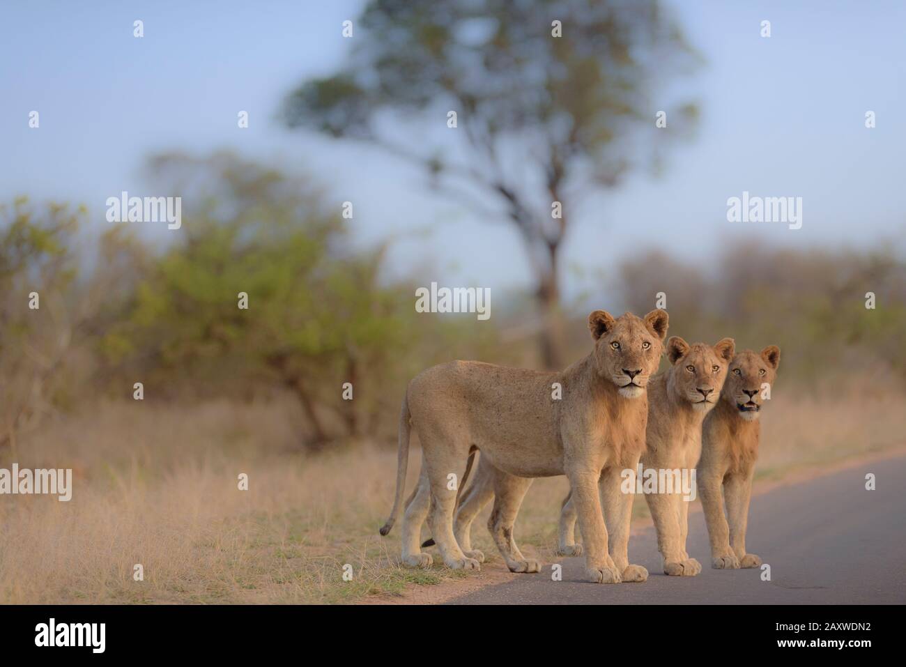 Leone giovanile, leoni giovani nel deserto dell'Africa Foto Stock