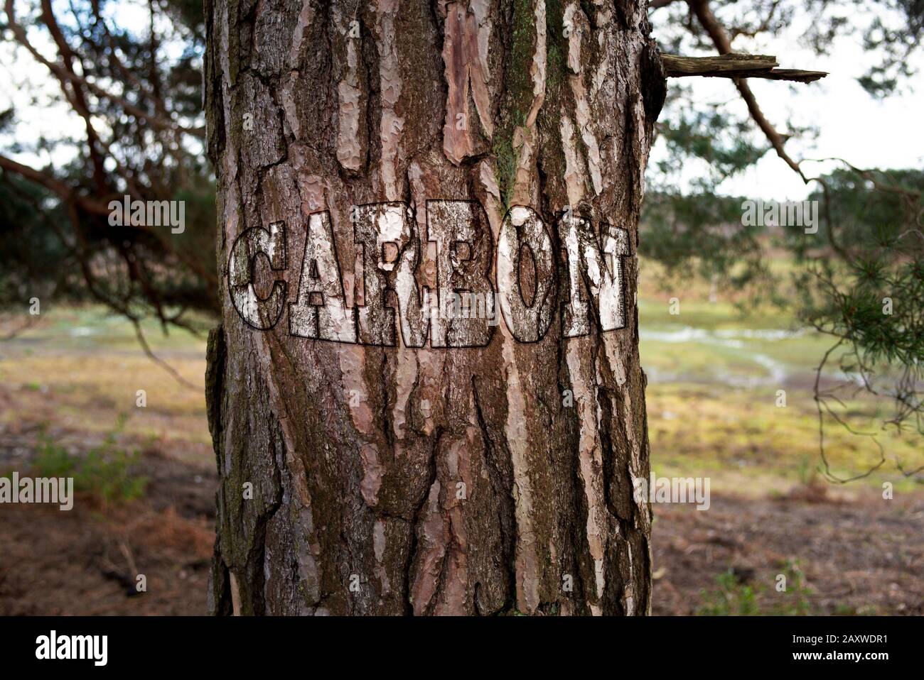 Un tronco di un albero con Carbonio disegnato sulla corteccia in photoshop come se fosse stato scolpito in. Immagine concettuale del riscaldamento globale e del cambiamento climatico. Foto Stock