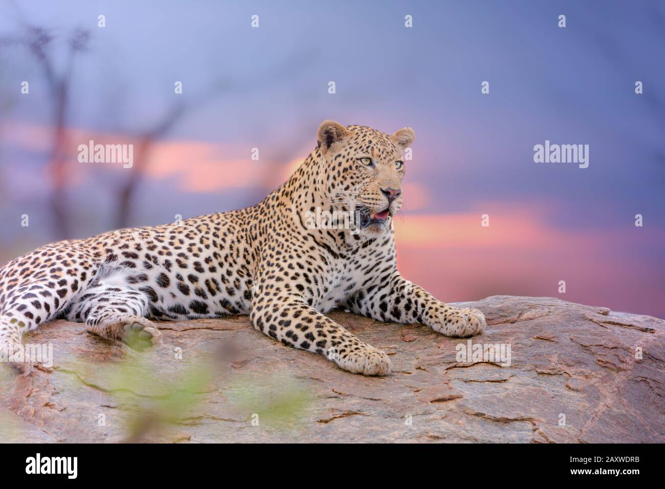 Leopardo nel deserto dell'Africa Foto Stock