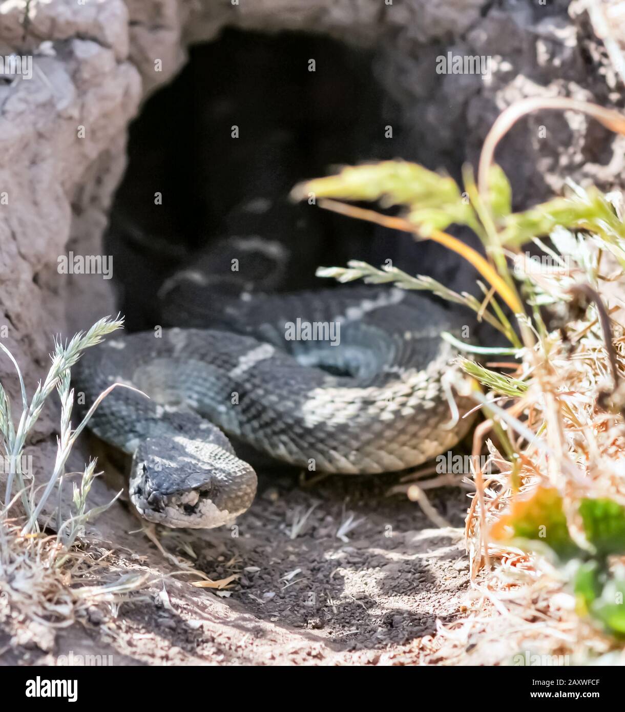 Rattlesnake del Pacifico settentrionale nella bocca del burrow Foto Stock
