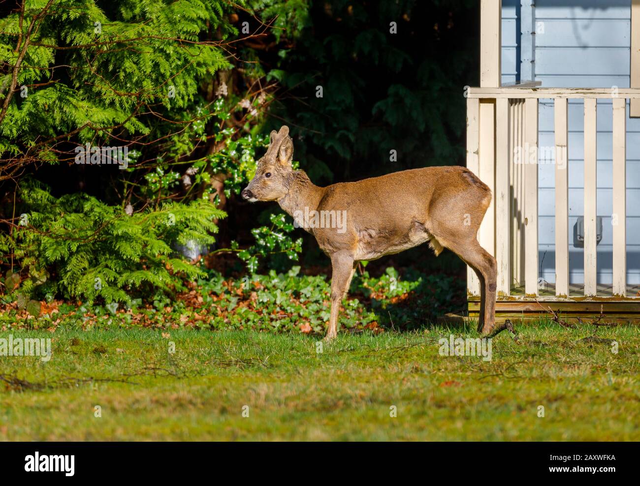 Fauna urbana: Un capriolo maschio (Capreolus capreolus) con palchi di velluto si erge da una casa estiva in un giardino suburbano posteriore a Surrey, Regno Unito in inverno Foto Stock