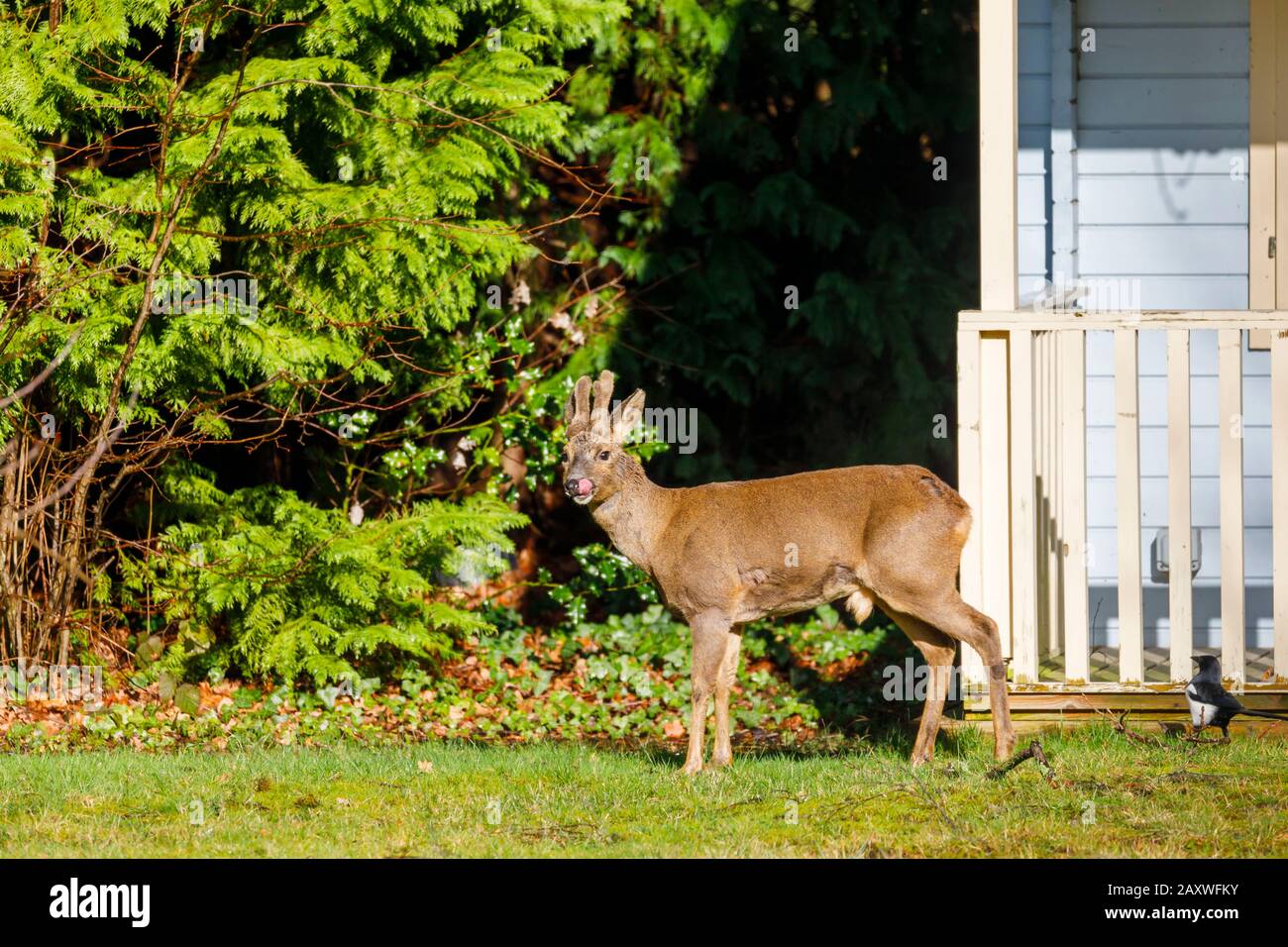 Fauna urbana: Un capriolo maschio (Capreolus capreolus) con palchi di velluto si erge da una casa estiva in un giardino suburbano posteriore a Surrey, Regno Unito in inverno Foto Stock